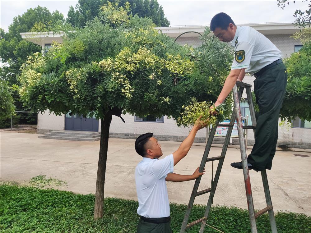 槐米具有药用价值，具有凉血止血，清肝降火的功效，到了采摘季节，鸡泽站职工将槐米采摘打包，出售与当地收货商，为站增加了创新创效收入。