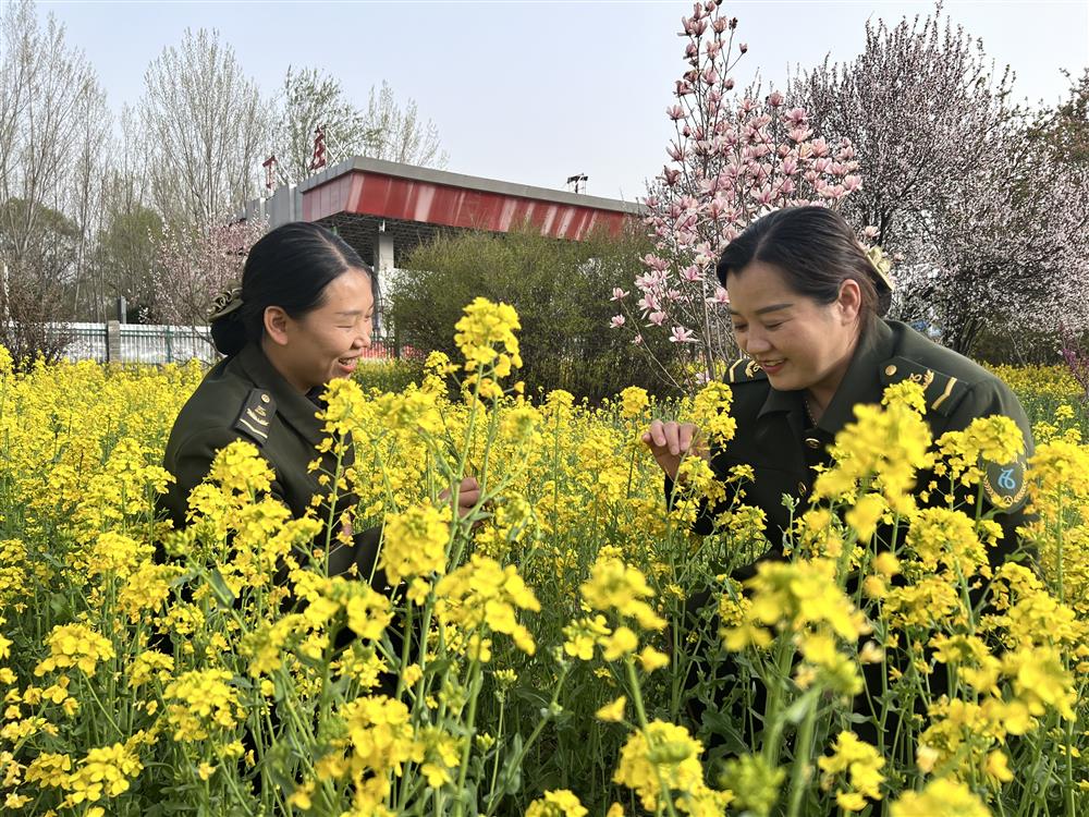 威县收费站油菜花已盛开，职工纷纷来到油菜花海中，闻花香，拍照打卡。
