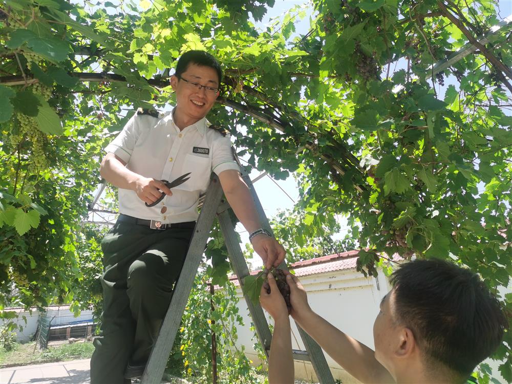 图为运河西收费站职工利用工作之余采摘葡萄，体会收获的喜悦。
